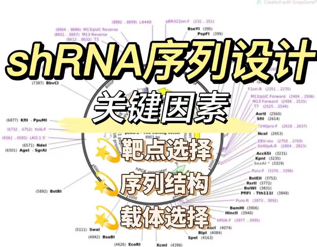 ‌shRNA序列设计的关键因素【深度解析】