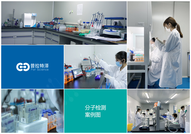 酵母双杂交技术（Y2H）-1