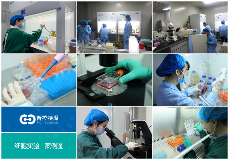 动物造模-4