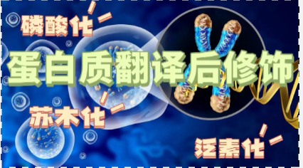 【蛋白质翻译后修饰】不同类型、机制、功能动画详解，含经验总结；一个视频帮你梳理清楚