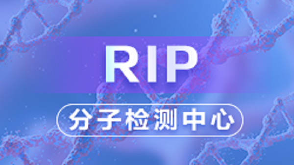 RIP（理论篇）