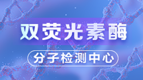 双荧光素酶(实操篇）