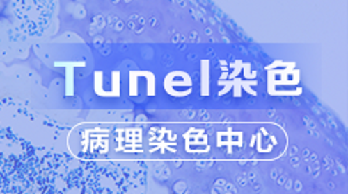 Tunel染色（实操篇）