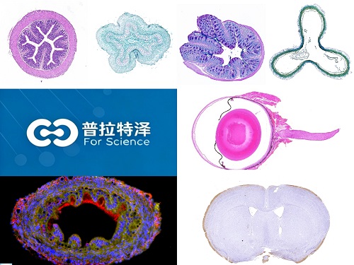 组织染色