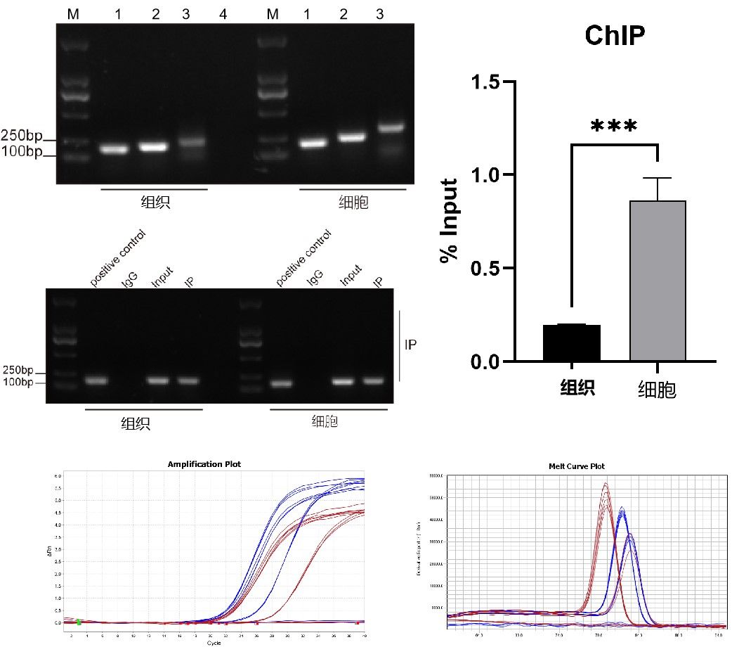 ChIP-qPCR实验Protocol详解，一文分清与ChIP-seq的核心差异