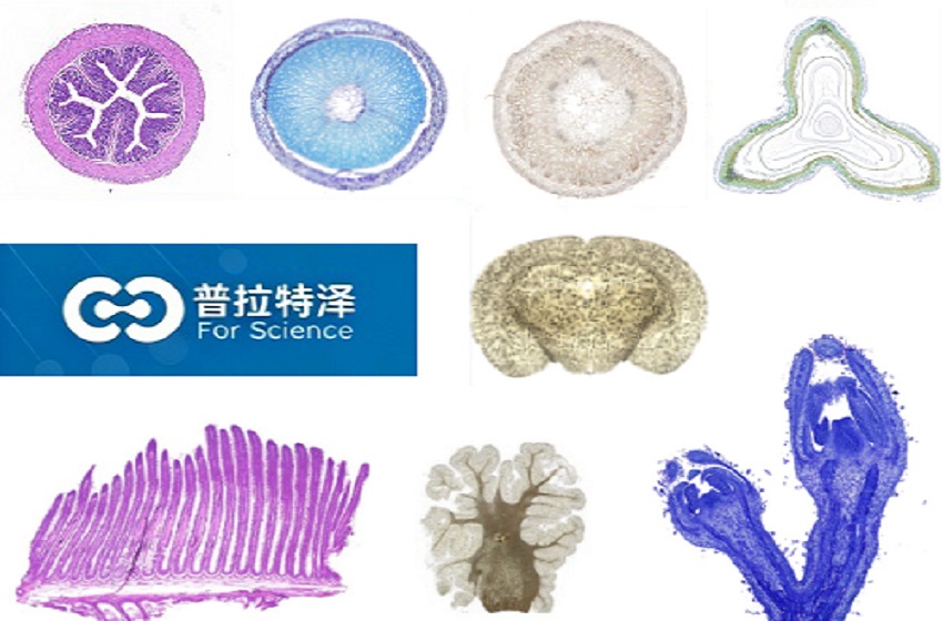 组织染色