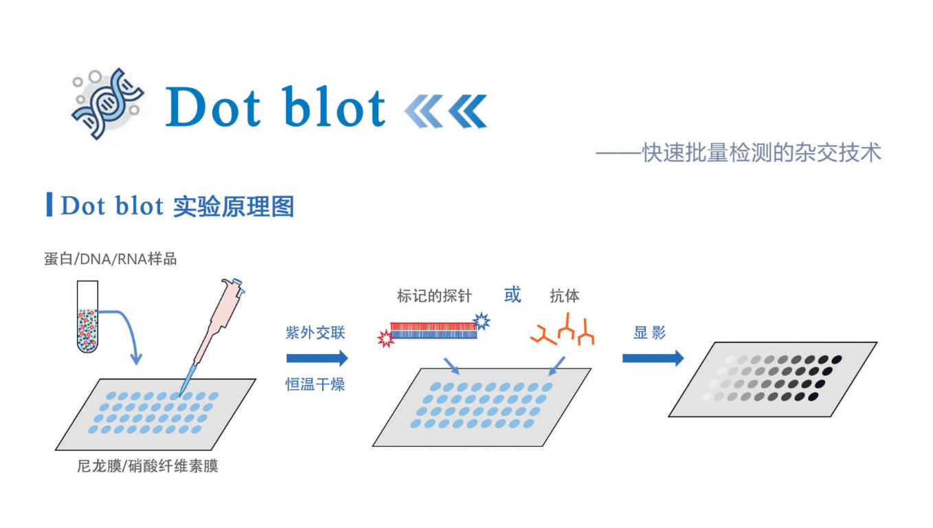 Dot Blot