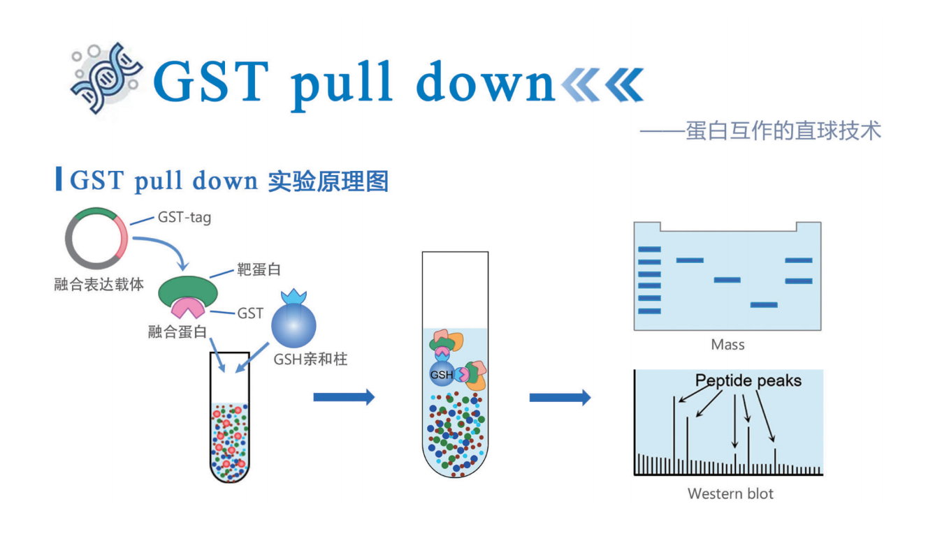 GST pulldown GST pulldown