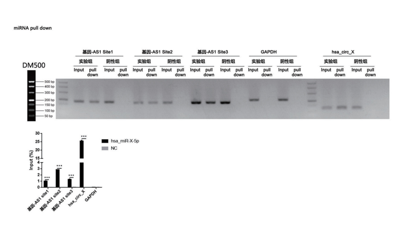 RNA pull-down RNA pull-down