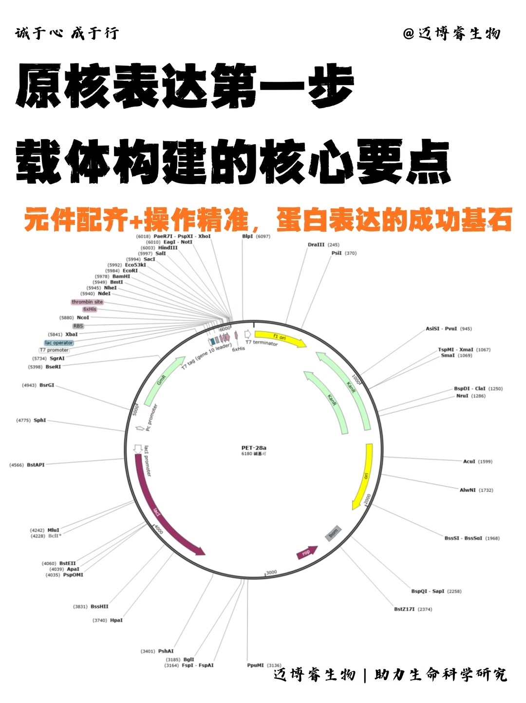 原核表达载体构建注意事项