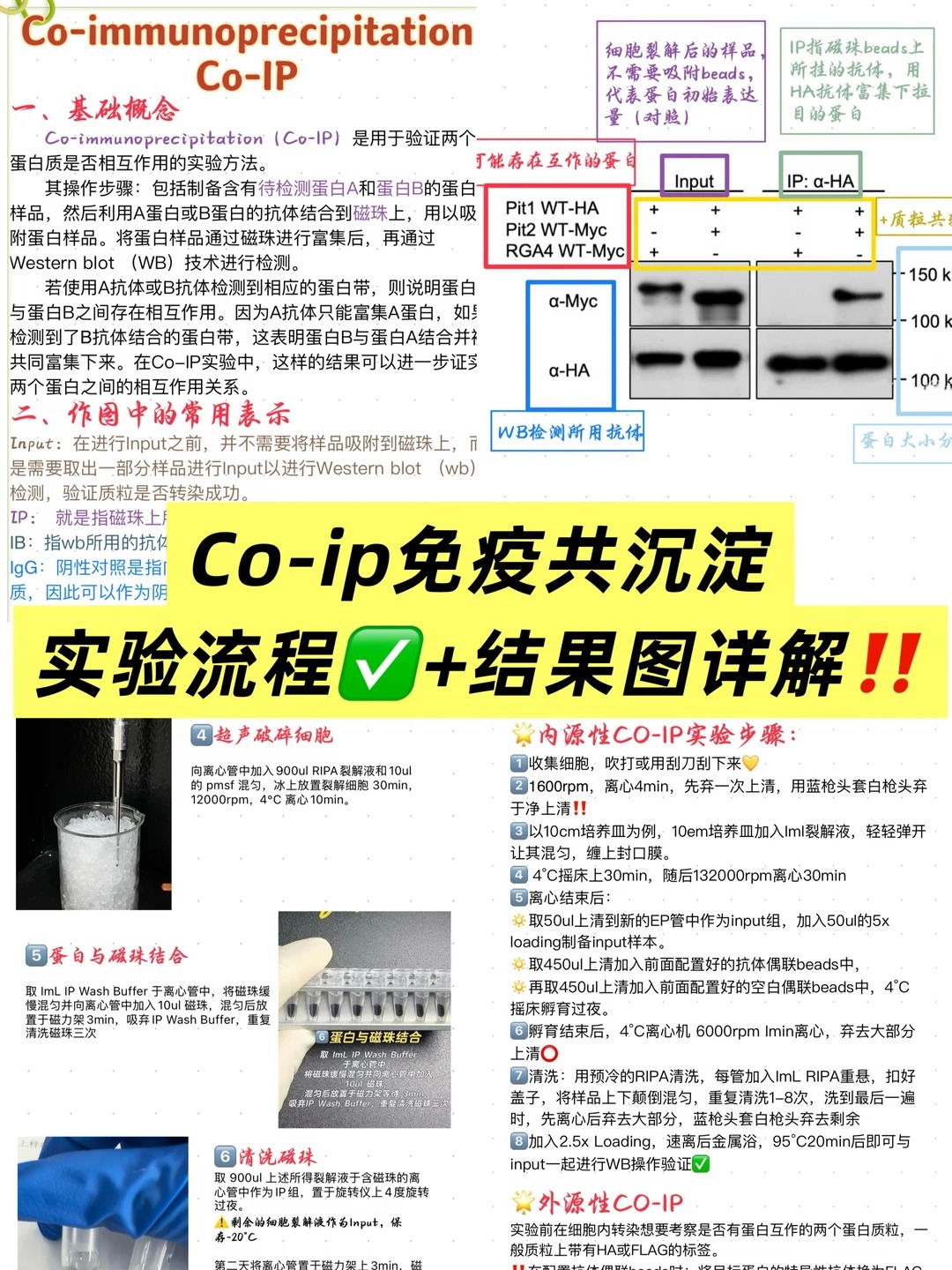 一篇搞懂⭐️co-ip实验⁉️