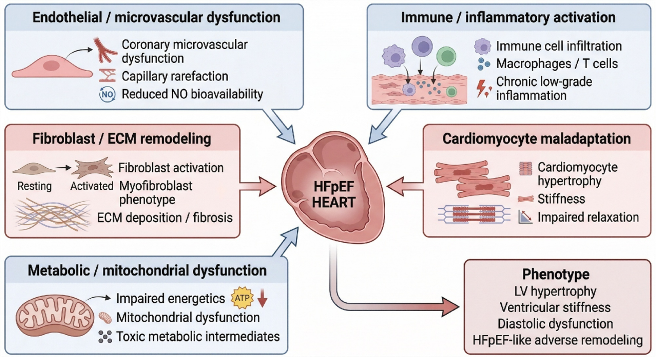 文献解读｜Advanced Science：肝源性血管紧张素原，揭开 HFpEF 治疗新靶点