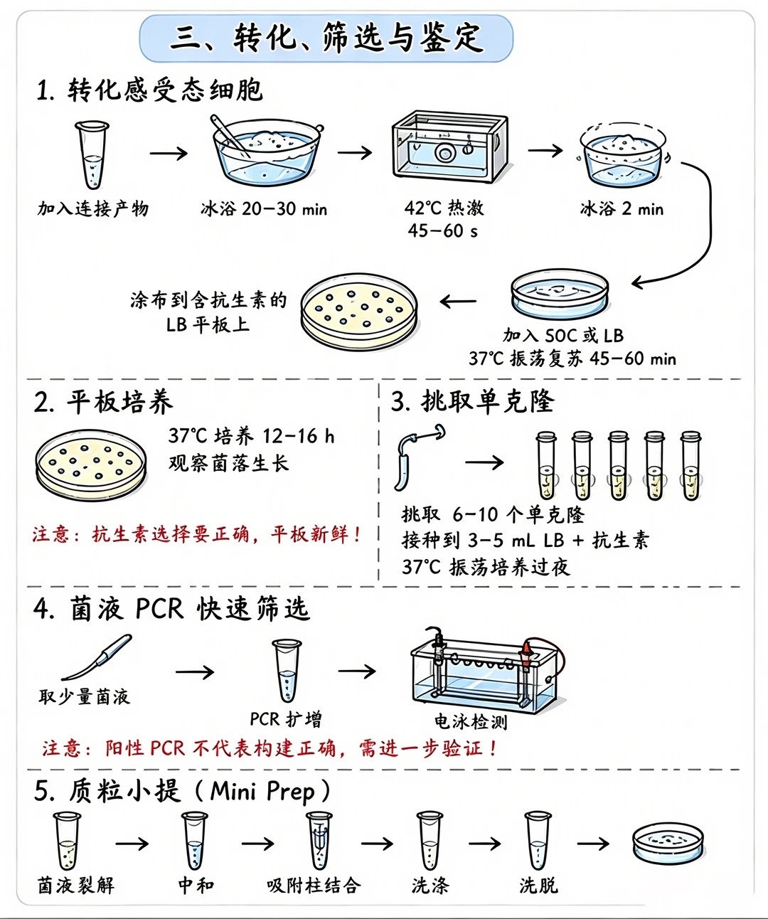 科研干货｜基因载体构建完整流程解析（下）