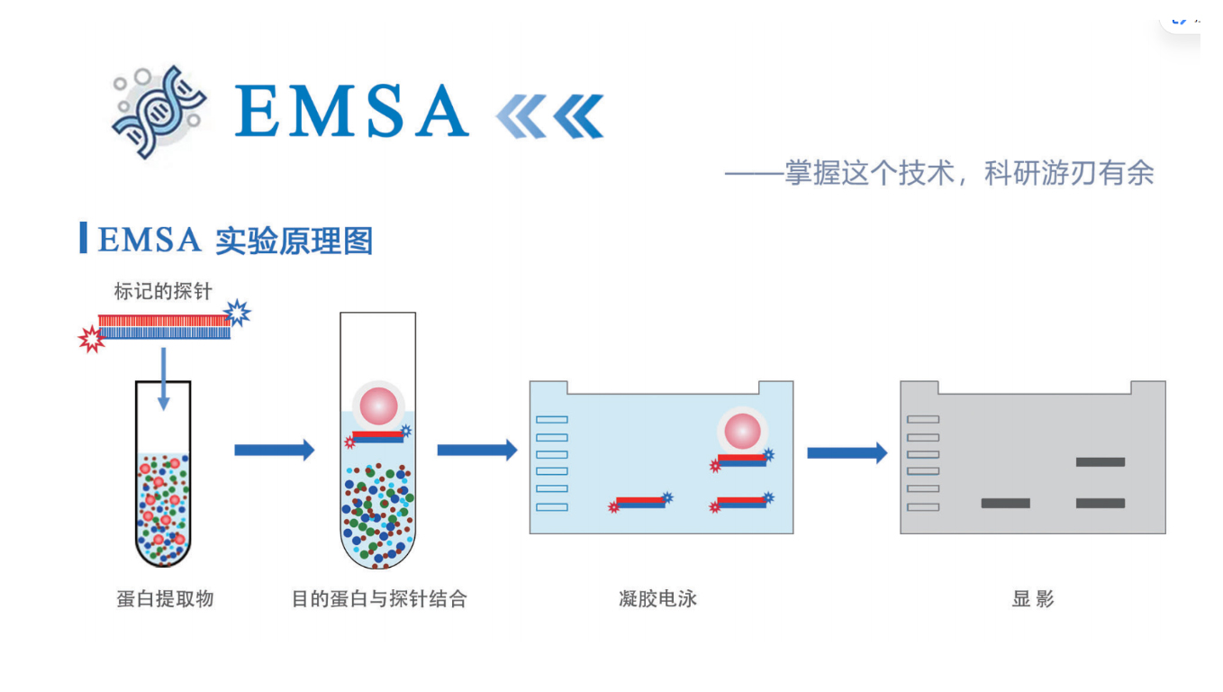 科研干货｜EMSA 凝胶迁移实验完整实操指南，蛋白 - 核酸互作验证必备✨