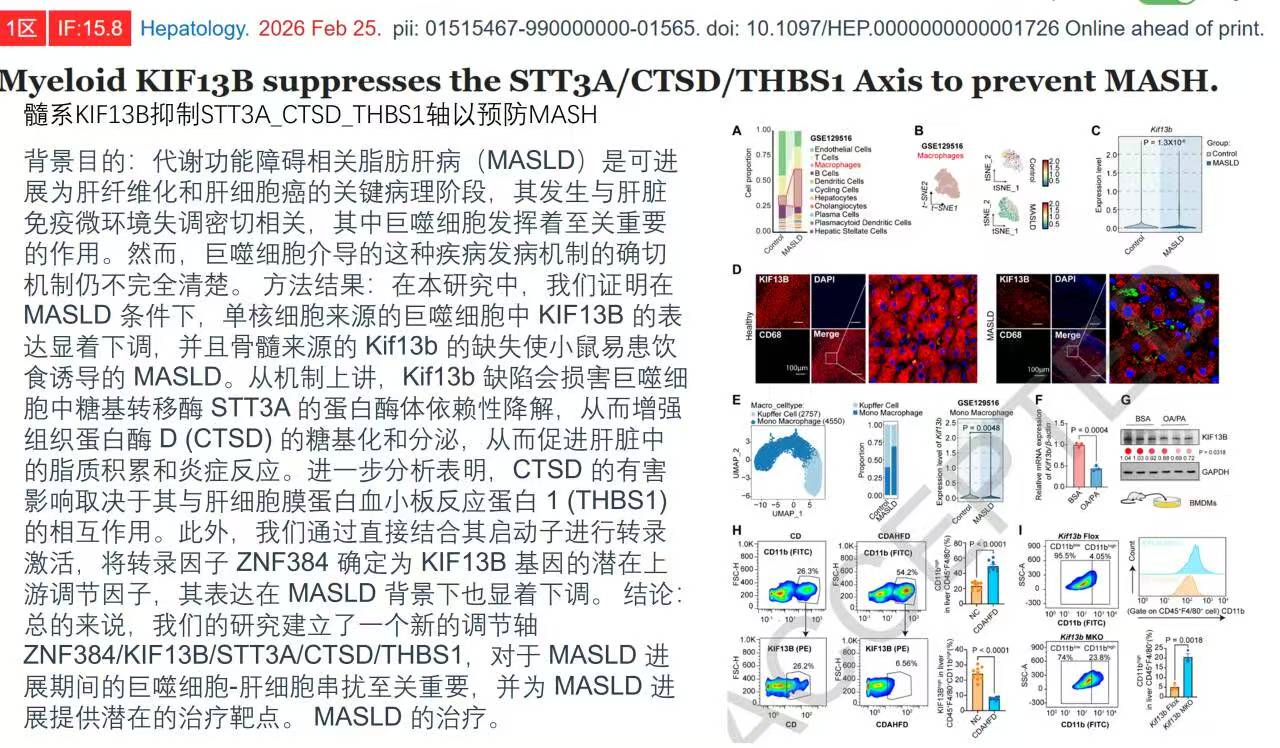 【文献速递】Hepatology｜髓系 KIF13B 调控 STT3A/CTSD/THBS1 轴，为 MASH 防治提供全新靶点