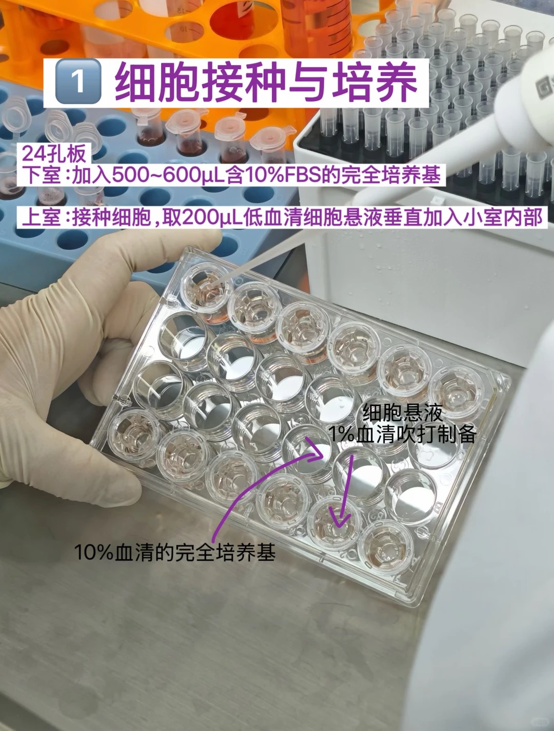 Transwell 细胞迁移实验实操全流程｜一步一步带你搞定