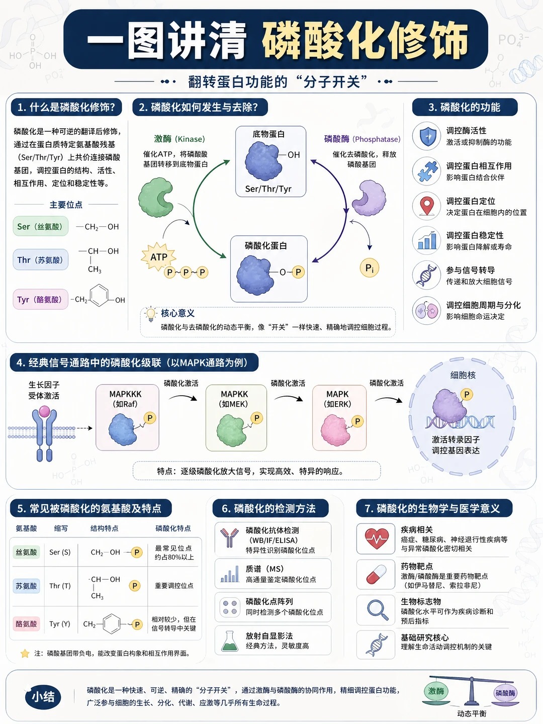 蛋白质翻译后修饰｜磷酸化、糖基化，改写蛋白命运的两大基础修饰✨