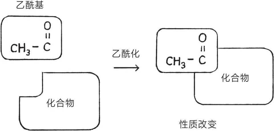 PTM 翻译后修饰中篇｜泛素化标记蛋白生死，乙酰化打开基因转录大门🔬