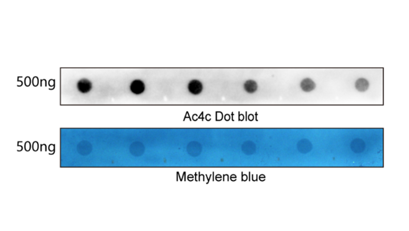 斑点印迹Dot Blotting的操作步骤
