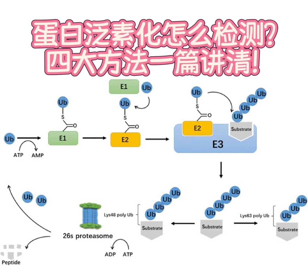蛋白质泛素化怎么检测？四大主流方法一次性讲清