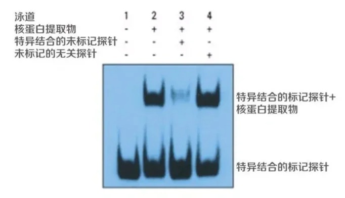 EMSA 实验常见问题答疑汇总
