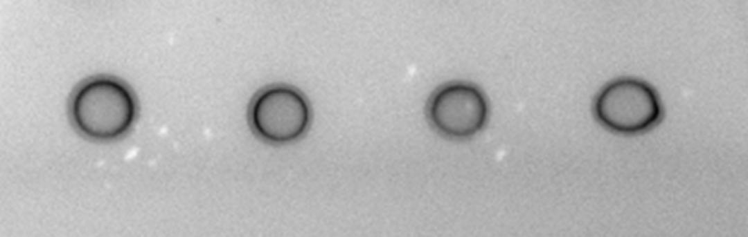 Dot blot法鉴定分泌型蛋白表达