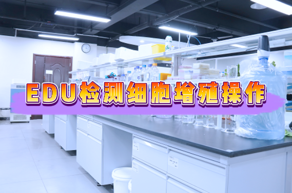 EDU法检测细胞增殖操作—细胞增殖检测外包
