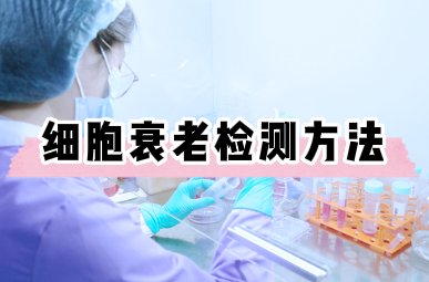 细胞衰老的检测方法，你都了解吗？