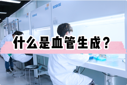 什么是血管生成实验？——细胞实验外包
