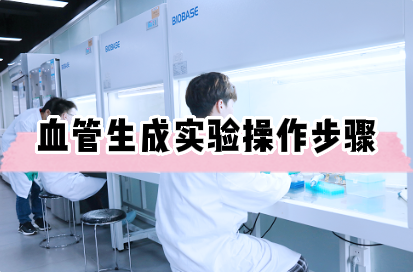 血管生成实验操作步骤——细胞实验外包