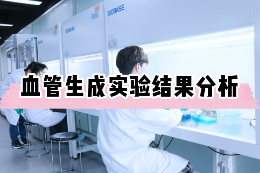 血管生成实验结果分析教程——细胞实验外包