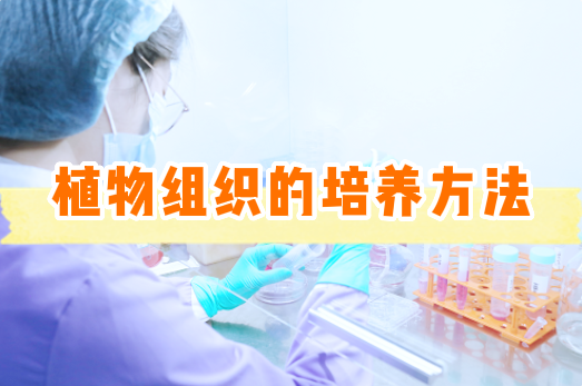 植物组织的培养方法【细胞实验外包】