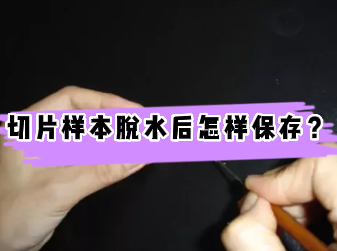 组织切片脱水后不能及时包埋怎么办？