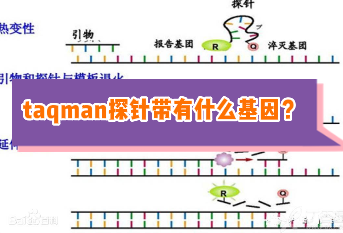 taqman探针两段带有什么基因？
