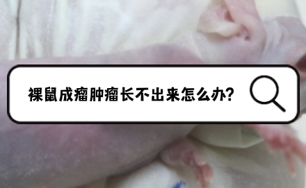 裸鼠成瘤肿瘤长不出来怎么办?