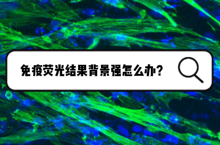 免疫荧光结果背景强怎么办？