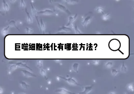 巨噬细胞纯化的方法有哪些？