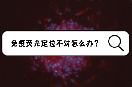 免疫荧光定位不对怎么办？