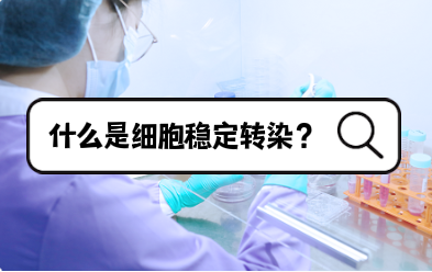 什么是细胞稳定转染？