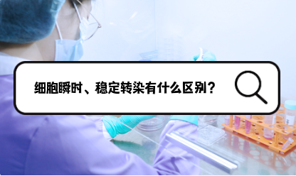 细胞瞬时转染和细胞稳定转染，两者的区别？