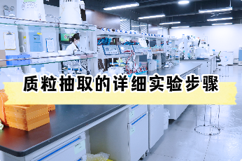 质粒抽提的详细实验步骤是怎样的？【质粒购买与抽取代做】