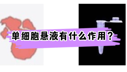 单细胞悬液有什么作用？
