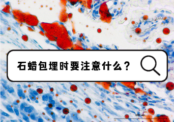 石蜡包埋时要注意什么？