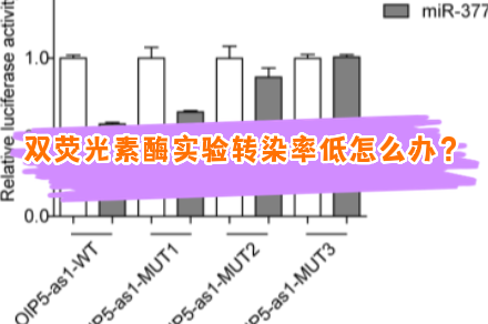 双安荧光素酶转染率低怎么办？