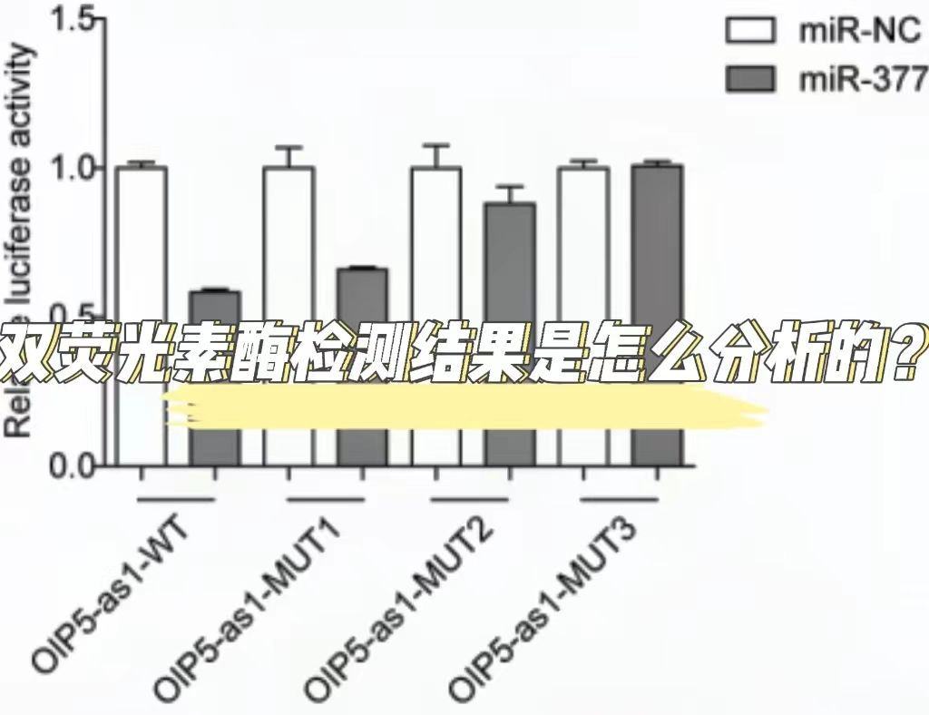   双荧光素酶检测结果是怎么分析的？