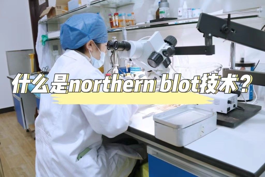   什么是 northern blot技术？【 northern blot实验外包】