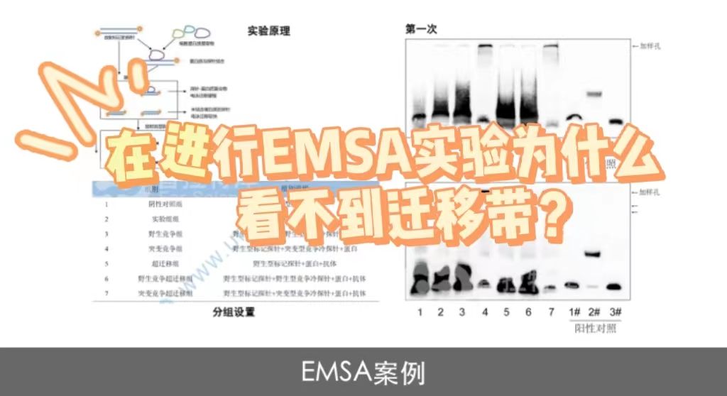  在进行EMSA实验为什么看不到迁移带？