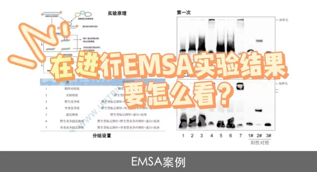EMSA实验结果要怎么看？