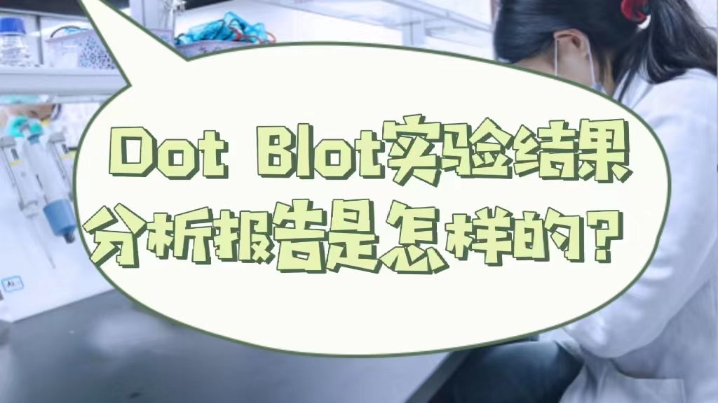  Dot Blot实验结果分析报告是怎样的？