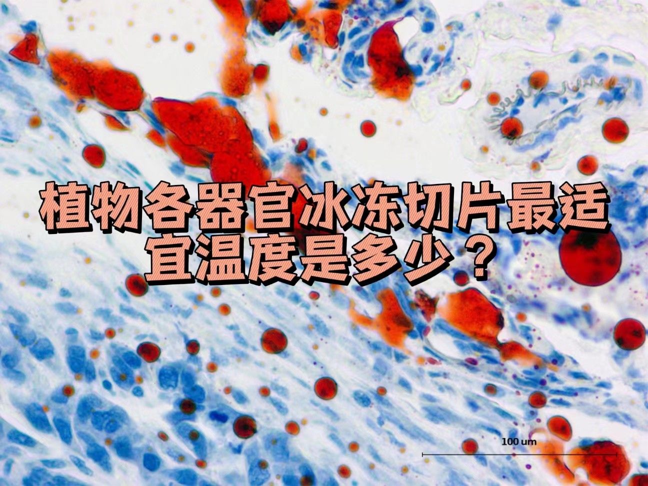  植物各器官冰冻切片最适宜温度是多少？
